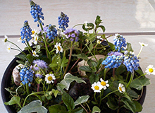 資格 class:taka fleur(タカフルール) | 埼玉県ふじみ野市のフラワーアレンジメント教室